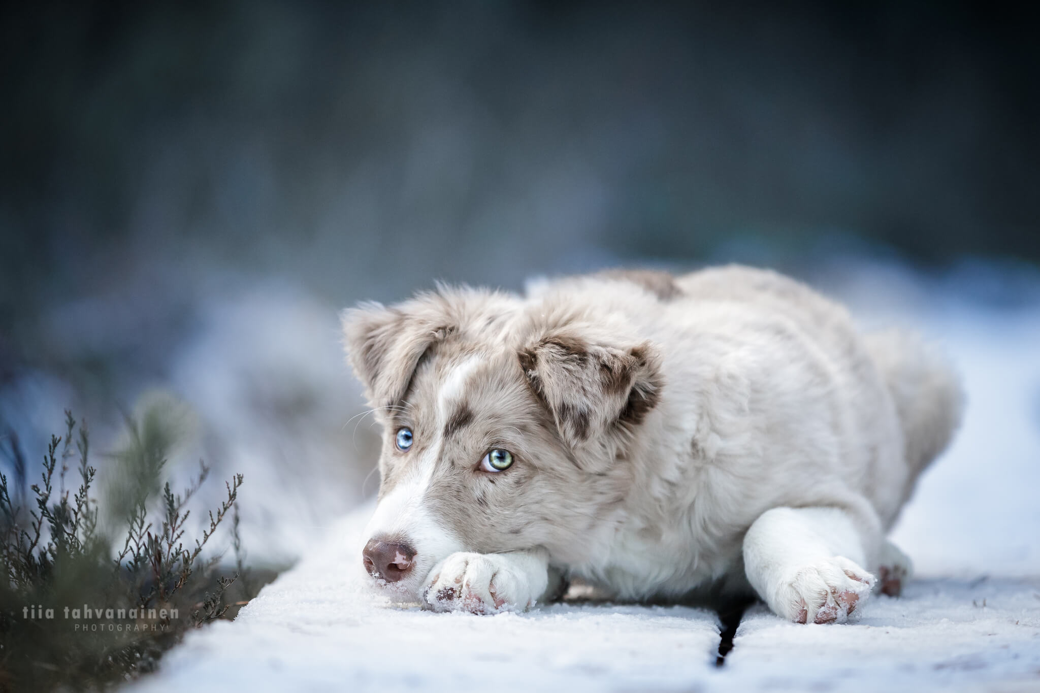 koirakuva_bordercollie_pentu1