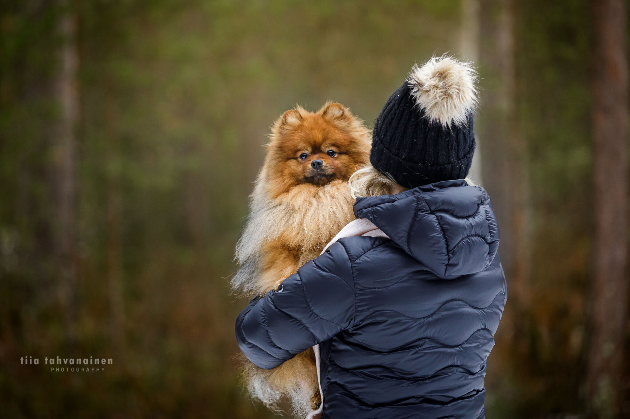 koirakuva_pomeranian2